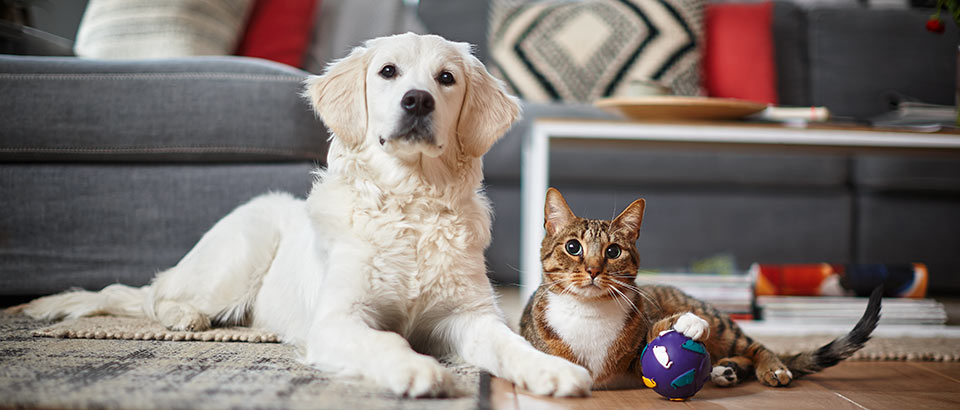 Allergens at home - Pet dander